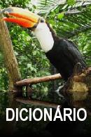 Curso Indonésio dicionario