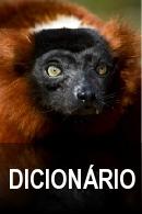 Curso Malgaxe dicionario